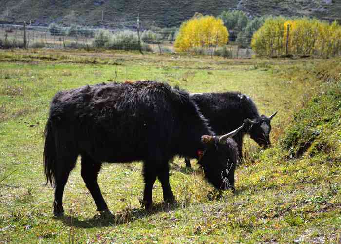 成都机场中巴接送，时间表背后的潜规则，本地老司机悄悄告诉你-第3张图片-成都租车公司